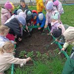Na zdjęciu widać dzieci z grupy MISIAKÓW, podczas prac w ogródku warzywnym.