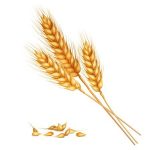 92712546-realistic-yellow-ripe-spikelets-and-grains-of-wheat-composition-on-white-background-3d-vector-illust